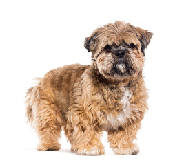 Brown Shih tzu looking at the camera, isolated on white