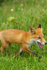 夏のキタキツネ（北海道観光）