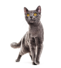 Grey crossbreed cat yellow eyed walking towards the camera, looking up, isolated on white