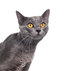 Head shot of a Grey crossbreed cat yellow eyed looking up, isolated on white