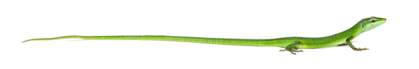 Side view of a Sakishima grass lizard with its long queue, Takydromus dorsalis, isolated on white