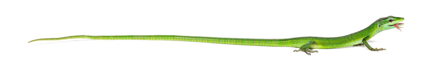 Side view of a Sakishima grass lizard sticking its tongue out to licking its eye, Takydromus dorsalis, isolated on white