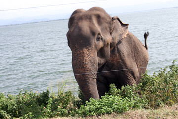 Obraz premium elephant in the water