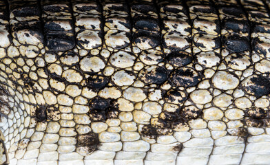 Close-up of the skin of a Philippine crocodile, Crocodylus mindorensis