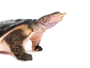 Side view of a Florida softshell turtle, Apalone ferox, isolated on white