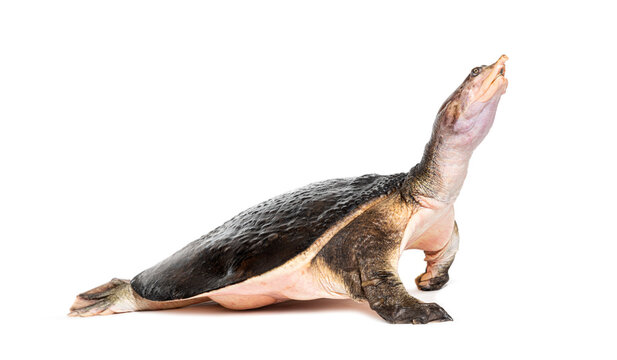 Side view of a Florida softshell turtle walking away, Apalone ferox, isolated on white