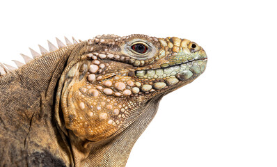 Head shot of a Cuban rock iguana, Cyclura nubila, isolated on white