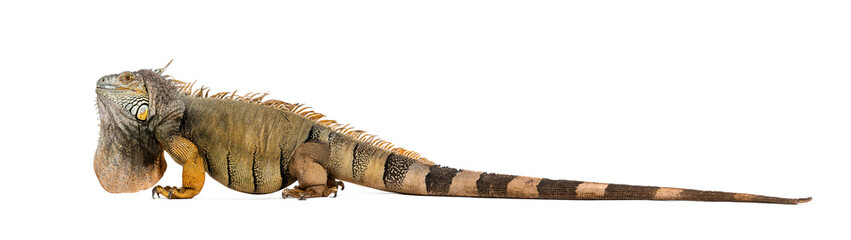 Green iguana, Iguana iguana, isolated on white