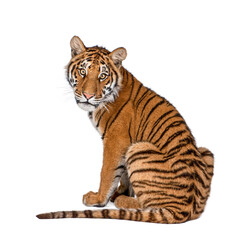 Portrait of Bengal Tiger, 1 year old, sitting, studio shot, Panthera tigris tigris