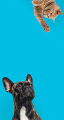 Cute cat and dog looking the center of a vertical web banner with empty blank  place for text, web...