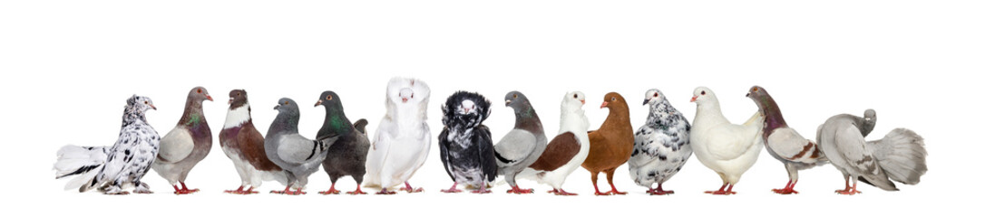 Large group of many different pigeons together in a row, isolated on white