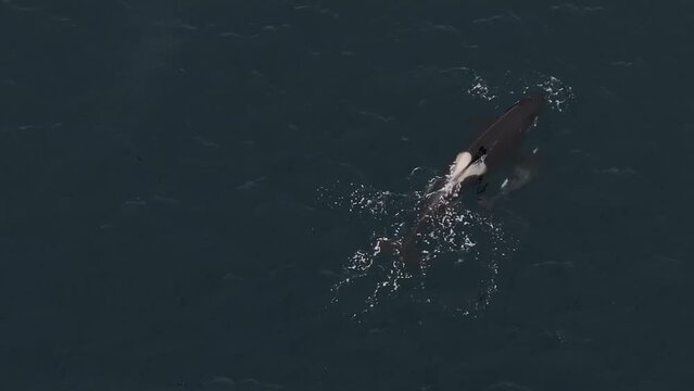 Witness orcas feeding on herring in an aerial perspective over the waters of northern Norway.