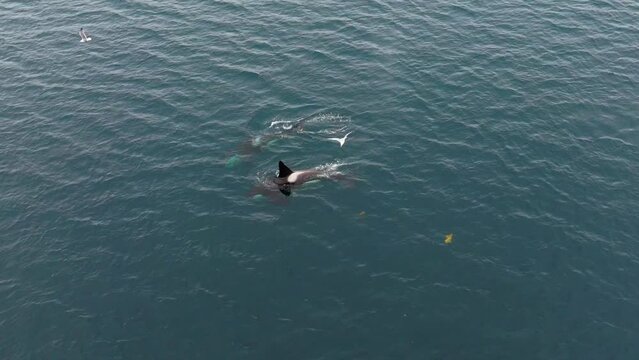 From above, capture the awe-inspiring moment as orcas actively feed on herring amidst the northern Norwegian seascape in an aerial view.