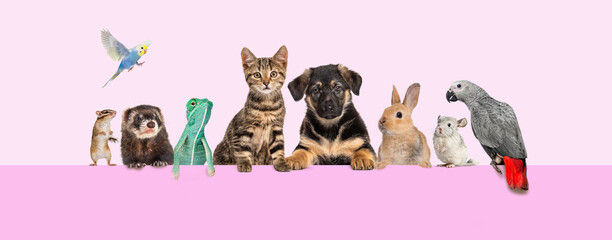Group of pets leaning together on top of ana empty web banner to place text.   Cats, dogs, rabbit, ferret, rodent, reptile, bird, isolated on pink
