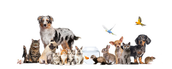 Group of pets posing Cats and dogs; dog, cat, ferret, rabbit, fish, rodent bird, rabbit, isolated on white