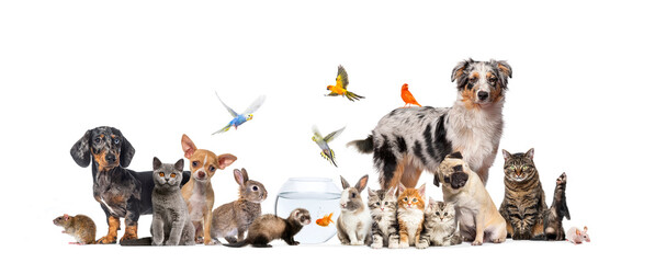 Group of pets posing Cats and dogs; dog, cat, ferret, rabbit, fish, rodent bird, rabbit, isolated...