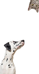 Cute cat and dog looking the center of a vertical web banner with empty blank  place for text, web...
