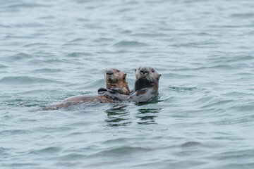 Fototapeta premium 野生のラッコ 北海道根室・落石ネイチャークルーズ