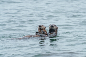 Obraz premium 野生のラッコ 北海道根室・落石ネイチャークルーズ