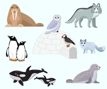 cartoon  different animals antarctica