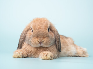 Front view of orange cute baby holland lop rabbit lie down on green pastel background. Lovely action of young rabbit.