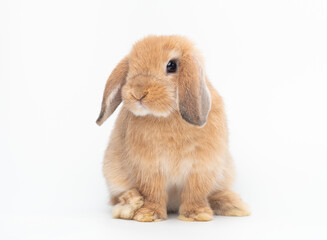 Orange baby holland lop rabbit sitting on white background. Lovely action of holland lop rabbit.