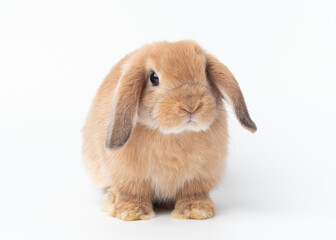 Orange baby holland lop rabbit sitting on white background. Lovely action of holland lop rabbit.