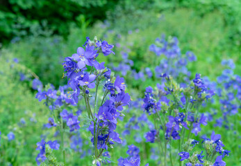 Blue flowers of an Polemonium plant, also known as Jacob's-ladder or Greek valerian.