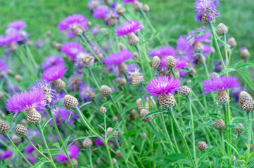 Purple flowers Cornflower (Centaurea jacea) in the summer meadow.