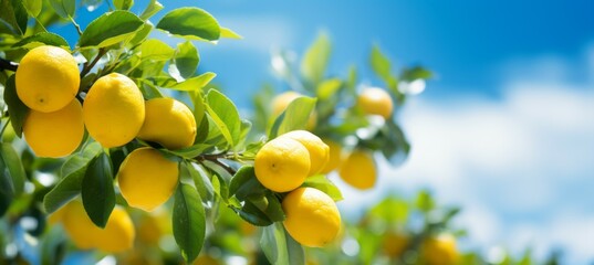 Lemon sour fruit. Natural agriculture farm concept. Generative AI technology.