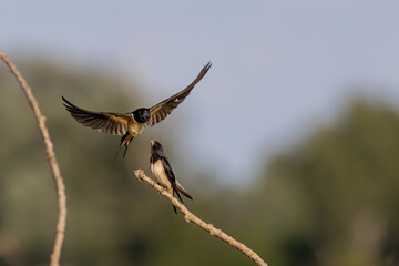 two swallow birds couple mating close up portrait in spring day