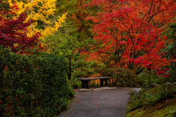 Lush, vibrant fall colors and a bench at Seattle Japanese Garden
