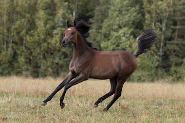 Obraz na płótnie Canvas Young pretty arabian horse runs and frolics summer background