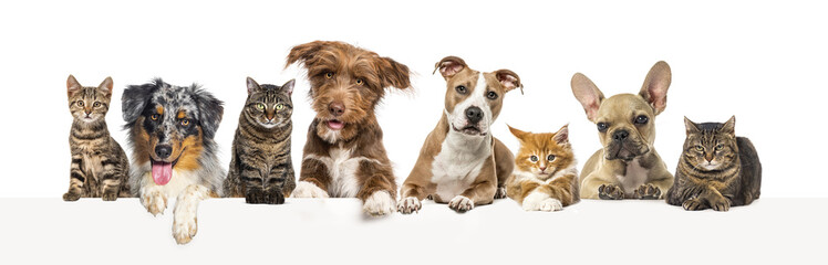 Group of pets together, cats and dogs, above an empty web banner to place text. - 647314490