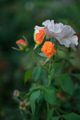 roses from the rose garden of Retiro Park in Madrid
