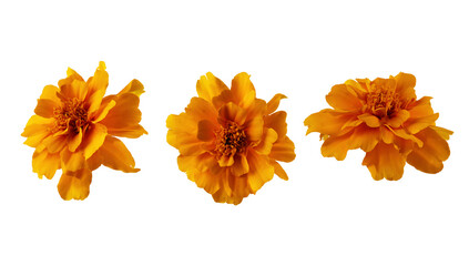 Set of orange marigold flower cut out on transparent background. Marigold flower head for design.