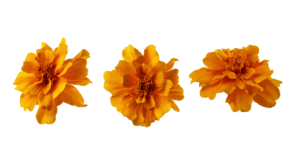 Set of orange marigold flower cut out on transparent background. Marigold flower head for design.