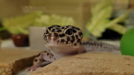 leopard gecko