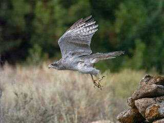 Eurasian or Northern goshawk, Accipiter gentilis