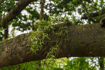 Epiphyte plant growing on tree