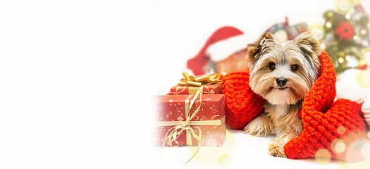 Small dog (puppy) yorkshire terrier with cute expression at Christmas. Gifts and Christmas tree in background. Happy New Year, Christmas, holidays concept. Copy space.