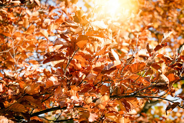 Autumn leaves on a tree in sunny day, beautiful nature in autumn, autumn leaves background
