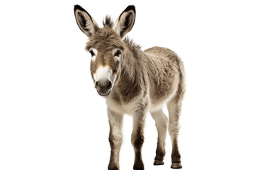 The Grace of a Lone Donkey isolated on a transparent background, Generative Ai