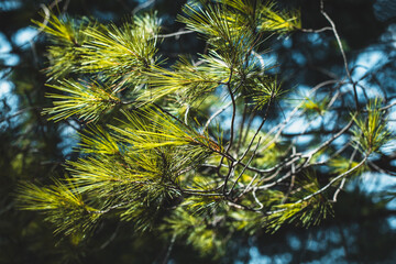 Fototapeta na wymiar Branches of green pine tree in a blue sky.