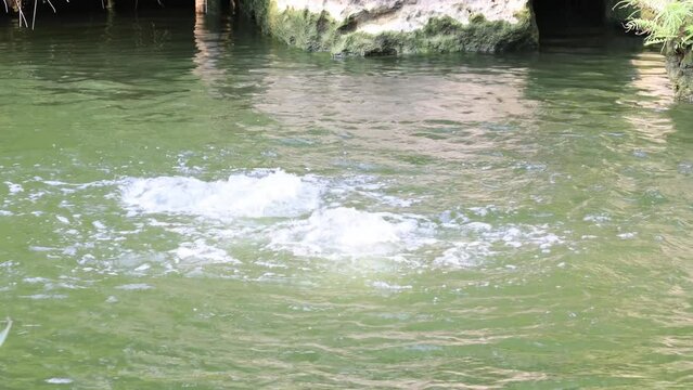 The outlet of underground water.Rolling water splashes and emerald green spring water form a scenic scene view,Healing video photography in Tainan City, Taiwan.