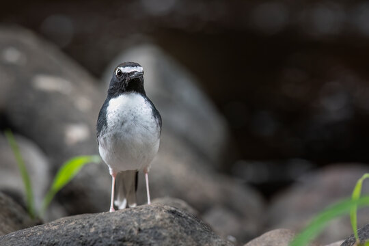 The Sundanese forktail bird is a type of water bird that usually lives in high mountain areas with cool climates. The photo depicts the Sundanese forktail bird looking for food in a rocky river.