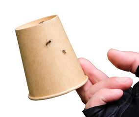 Disposable paper cup in the cyclist's hand.
The ants are on the cup.