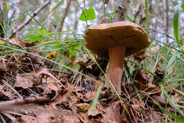 A large boletus in an autumn forest. Mushrooms hobby concept. Unexpected angle. 