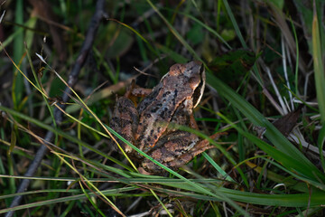A frog between grass in the forest