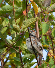 A male sparrow in a tree
